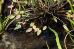 Low spearwort